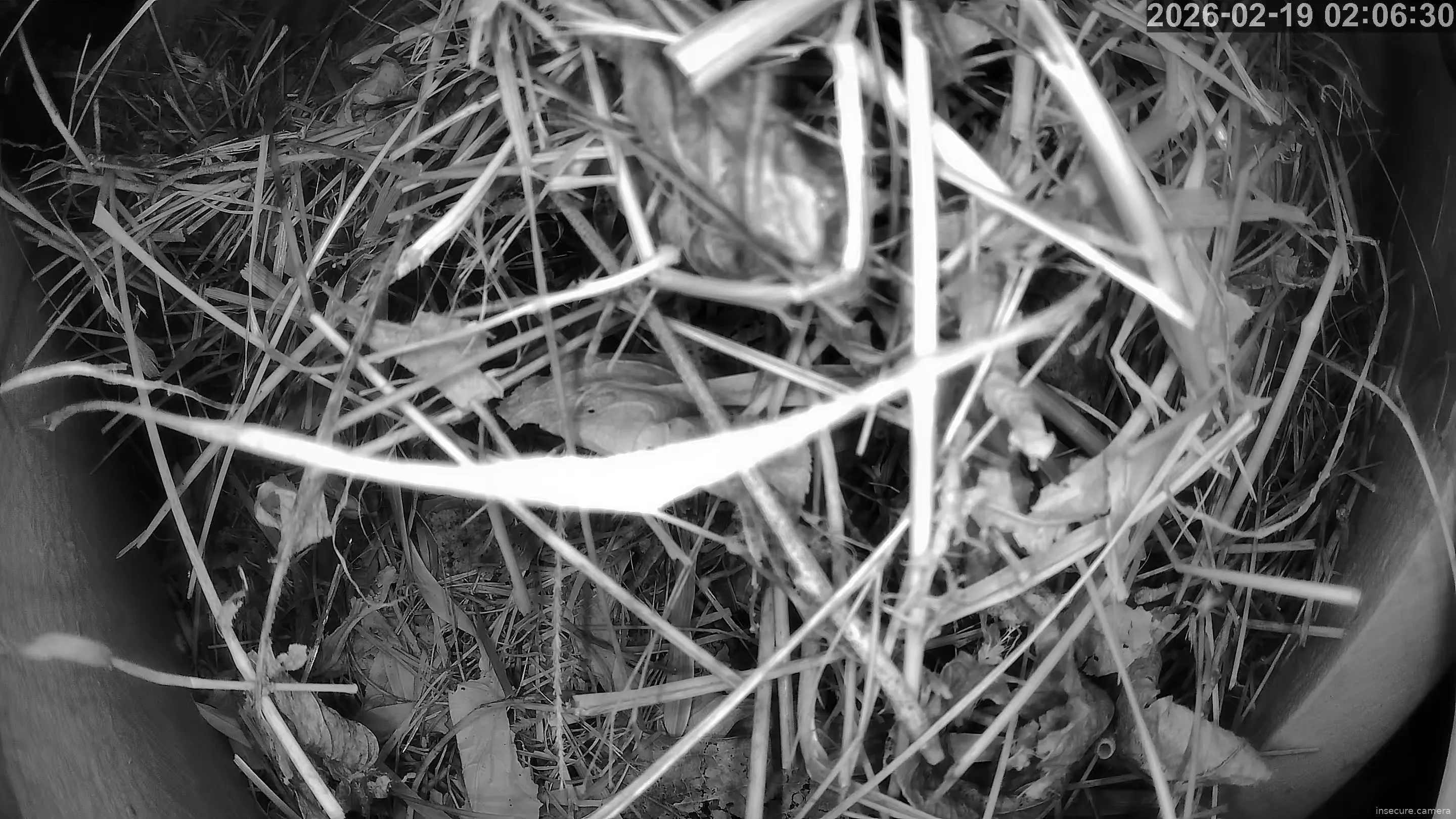 Capture from Feb 19, 2026 at 01:06 AM