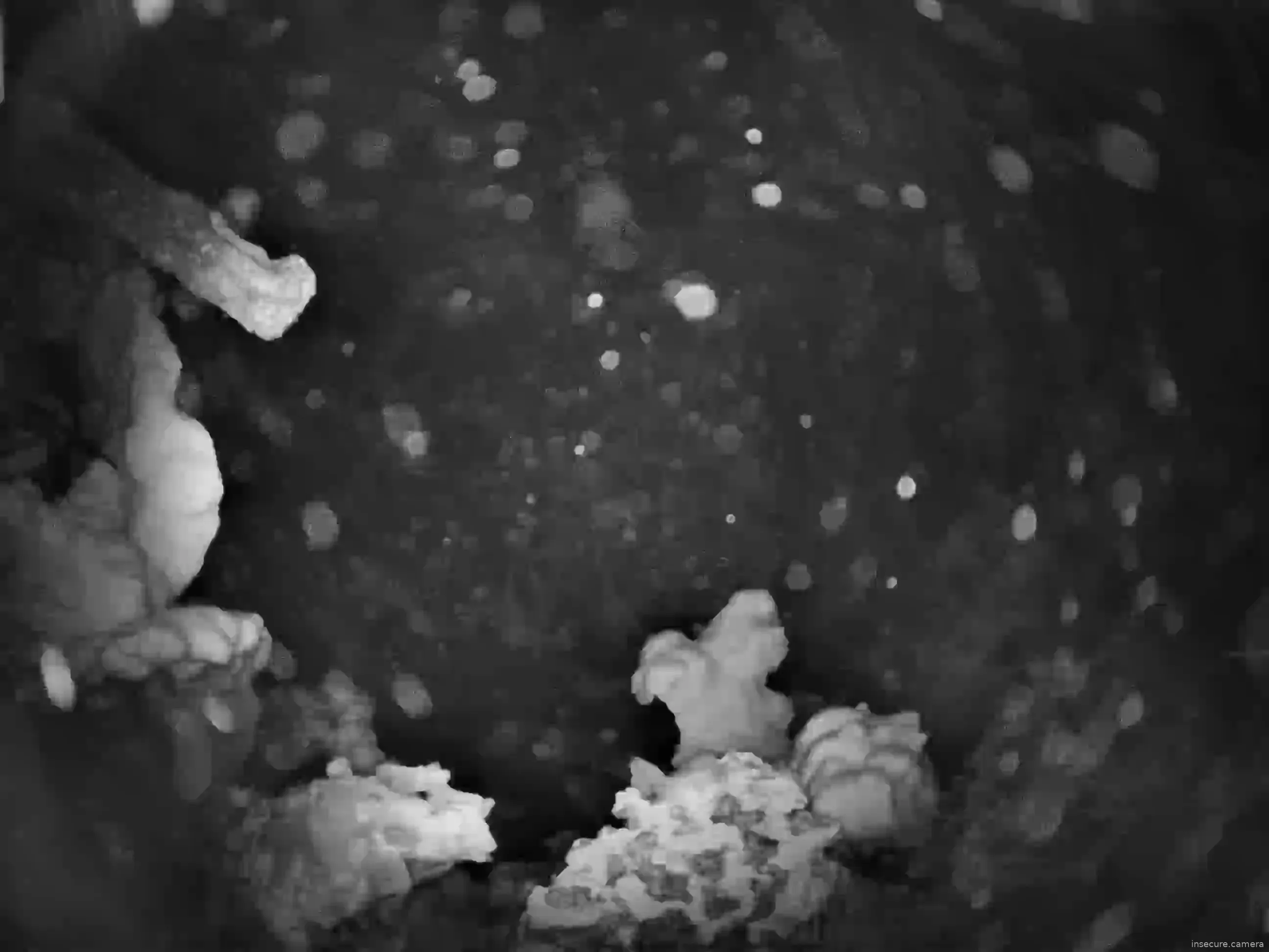 Capture from Mar 01, 2026 at 04:59 AM