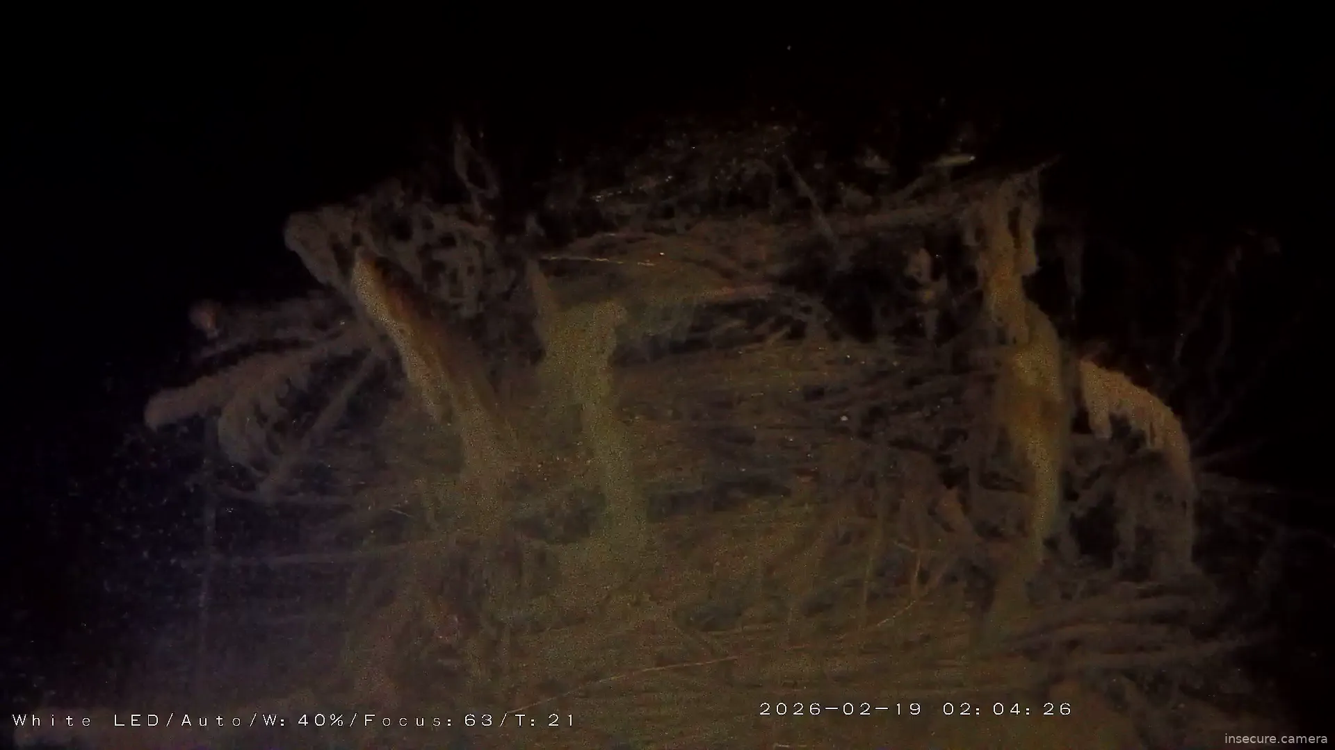 Capture from Feb 19, 2026 at 01:06 AM