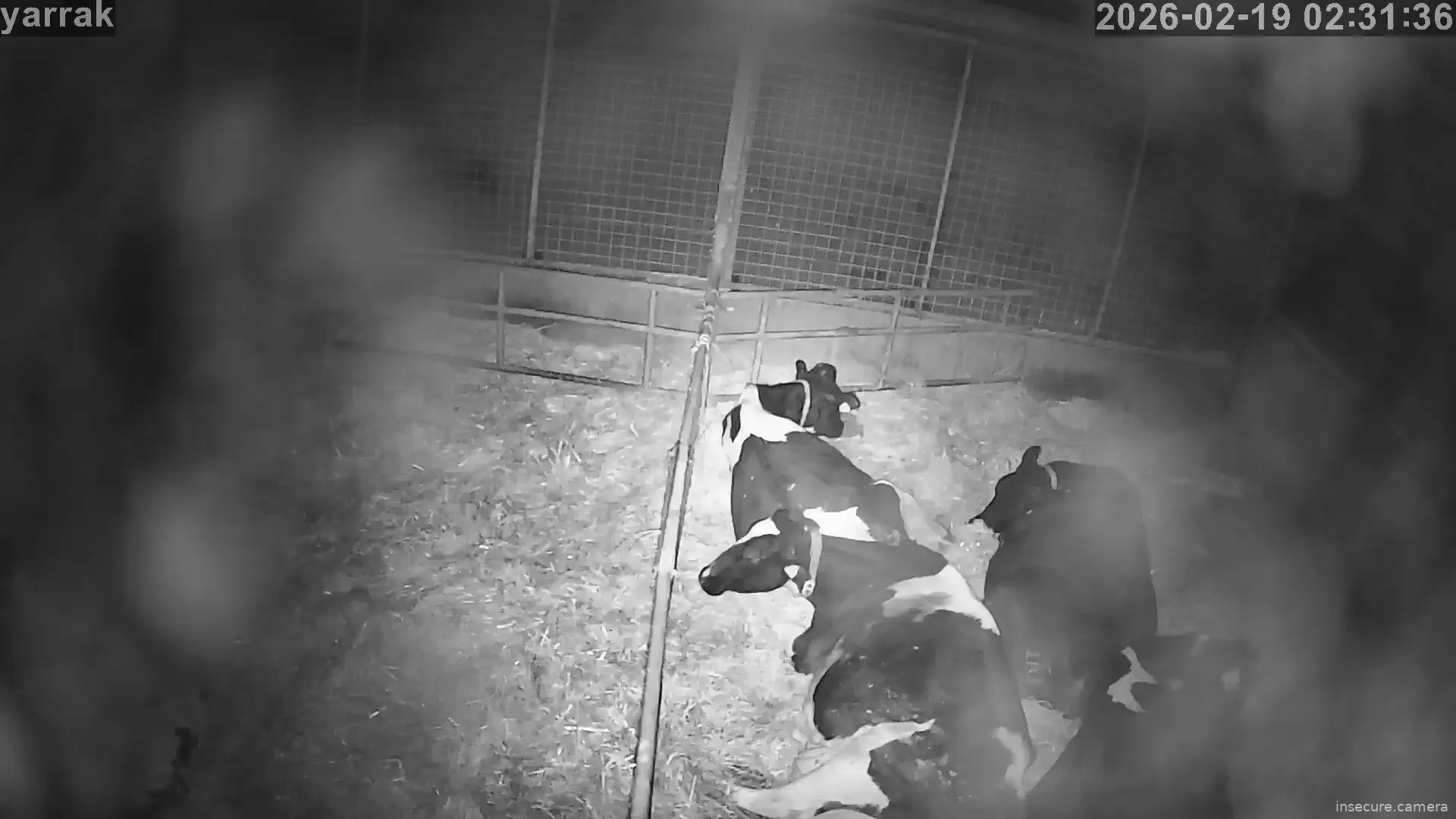 Capture from Feb 19, 2026 at 01:06 AM