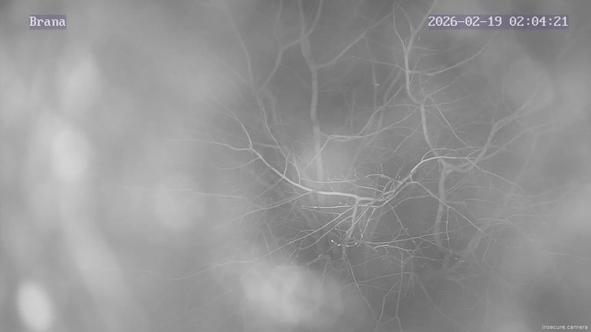 Capture from Feb 19, 2026 at 01:04 AM