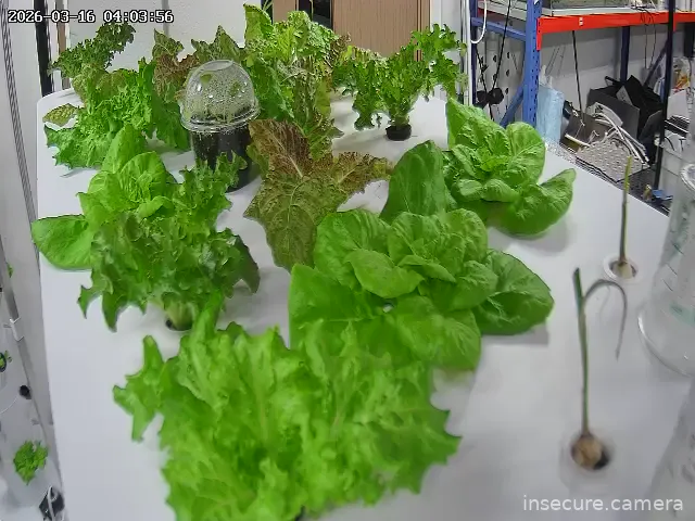 Camera in South Korea