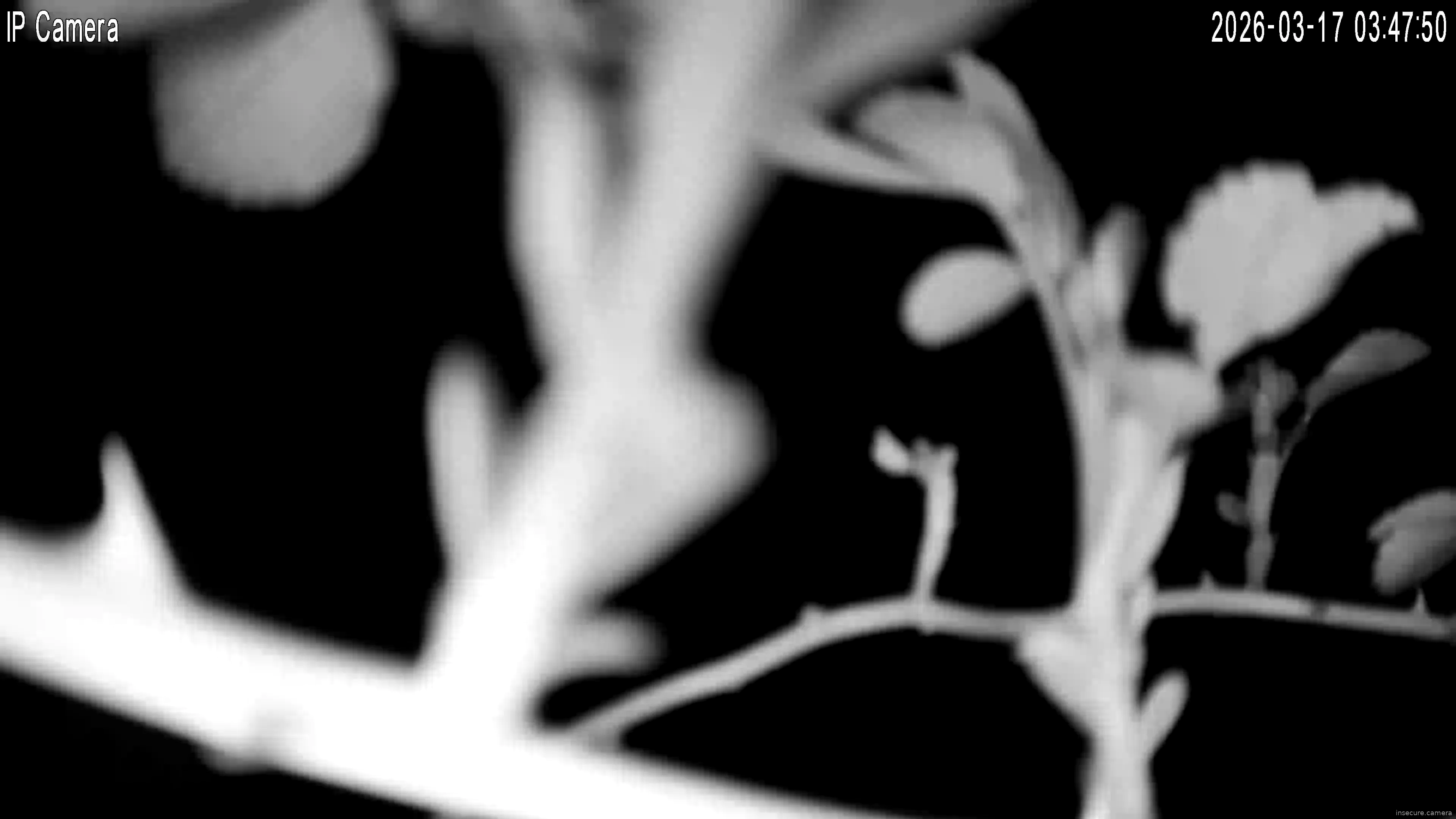 Capture from Mar 17, 2026 at 02:48 AM