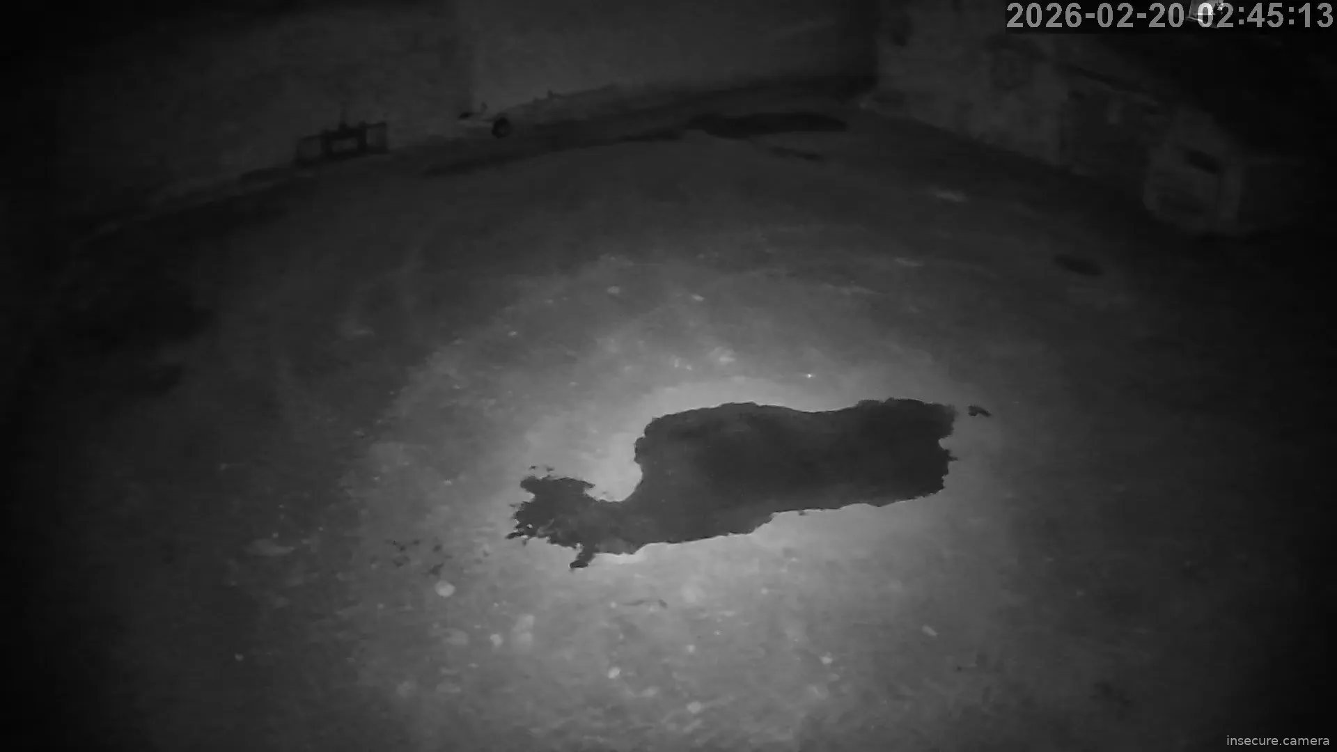 Capture from Feb 20, 2026 at 01:45 AM