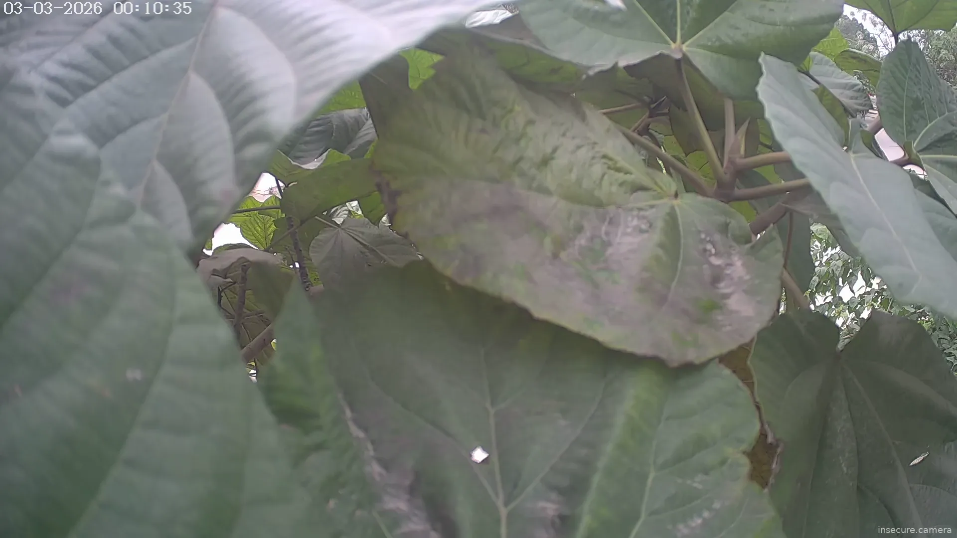 Capture from Mar 13, 2026 at 09:09 AM