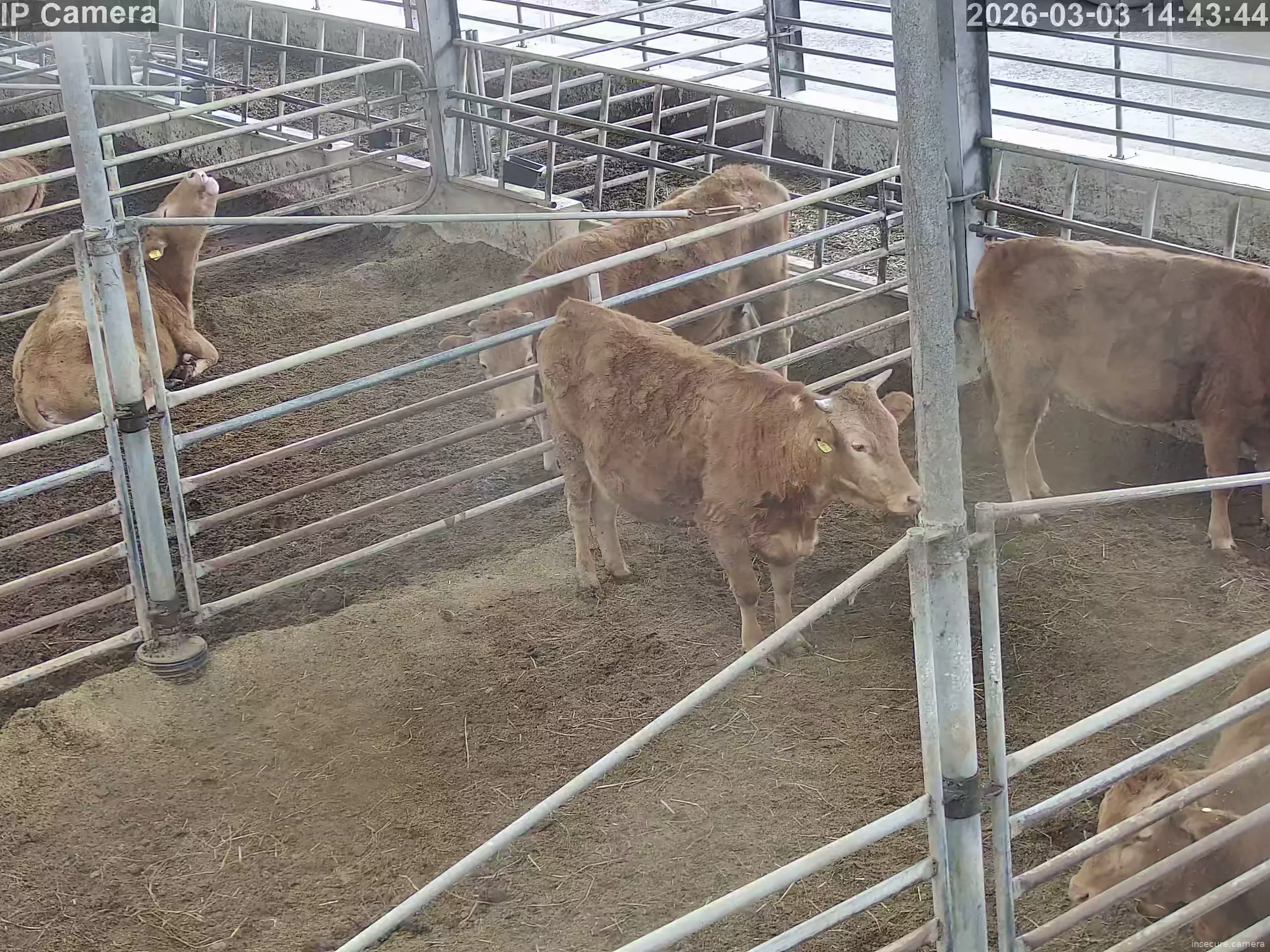 Capture from Mar 03, 2026 at 06:44 AM