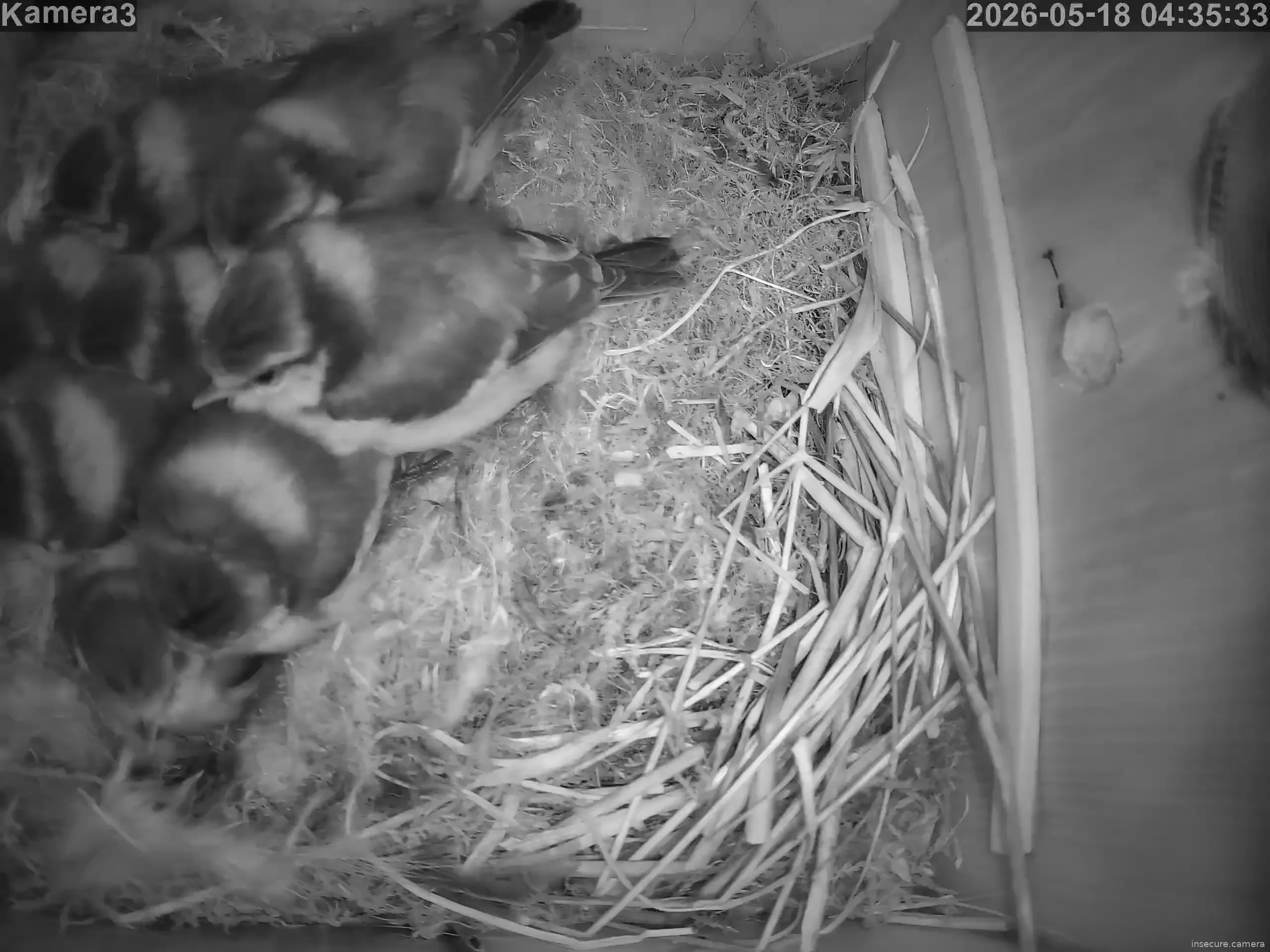 Capture from May 18, 2026 at 02:36 AM
