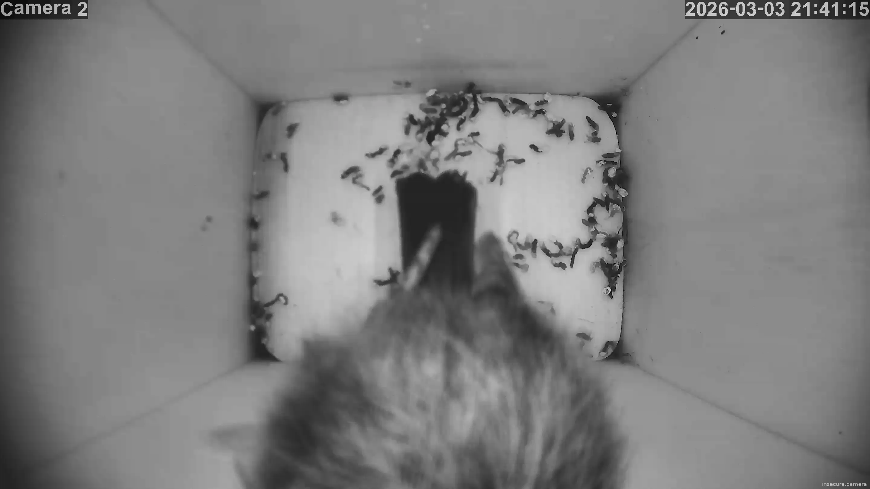 Capture from Mar 03, 2026 at 09:41 PM