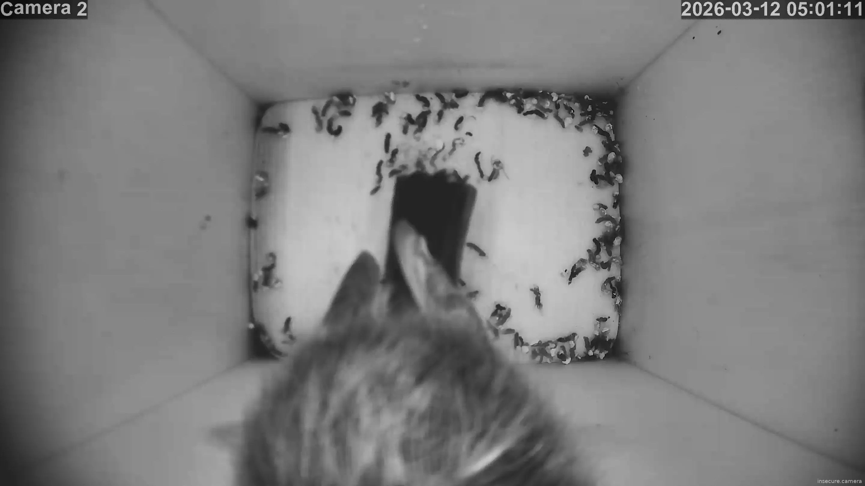 Camera in United Kingdom