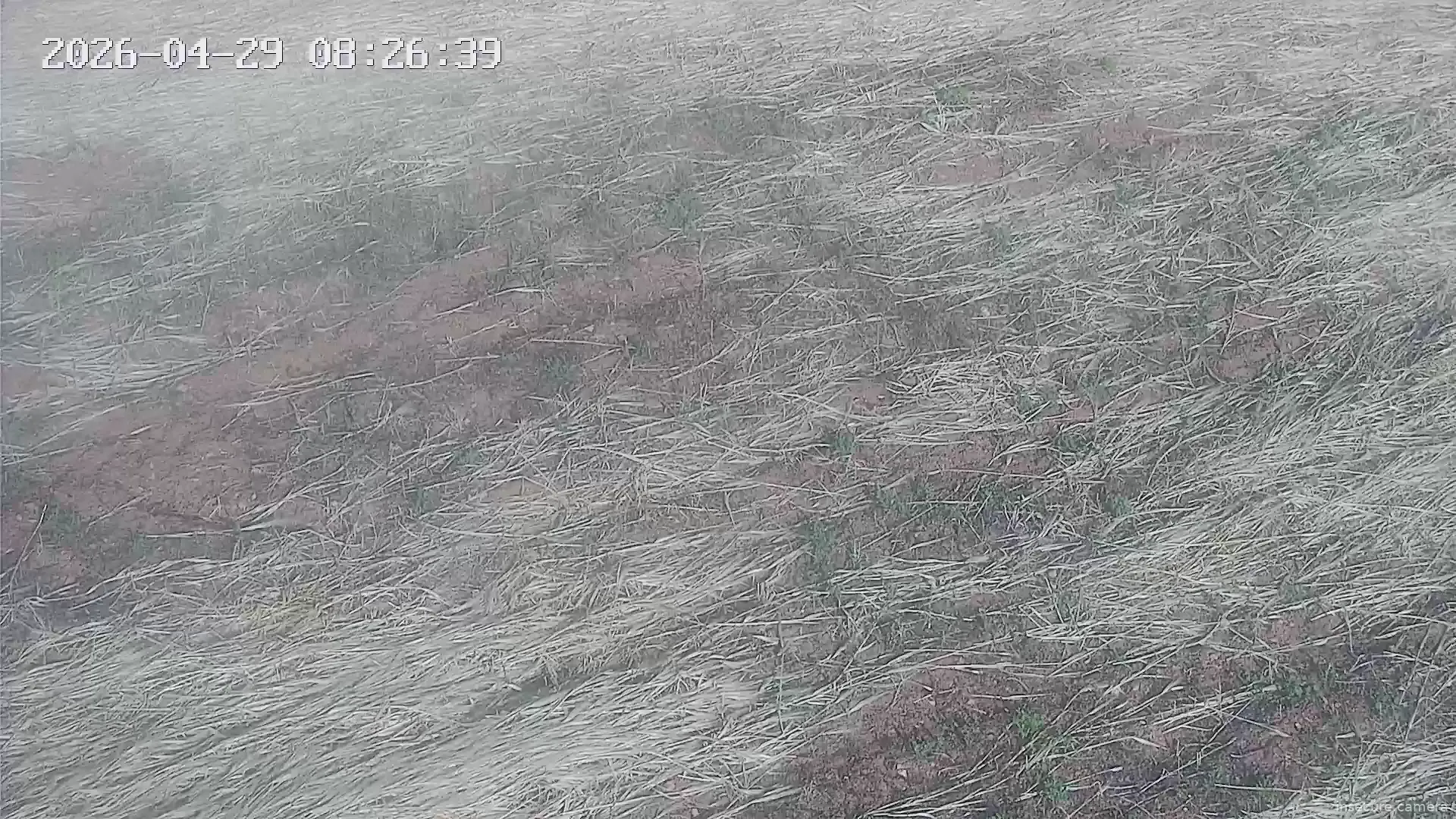Capture from Apr 29, 2026 at 06:26 AM