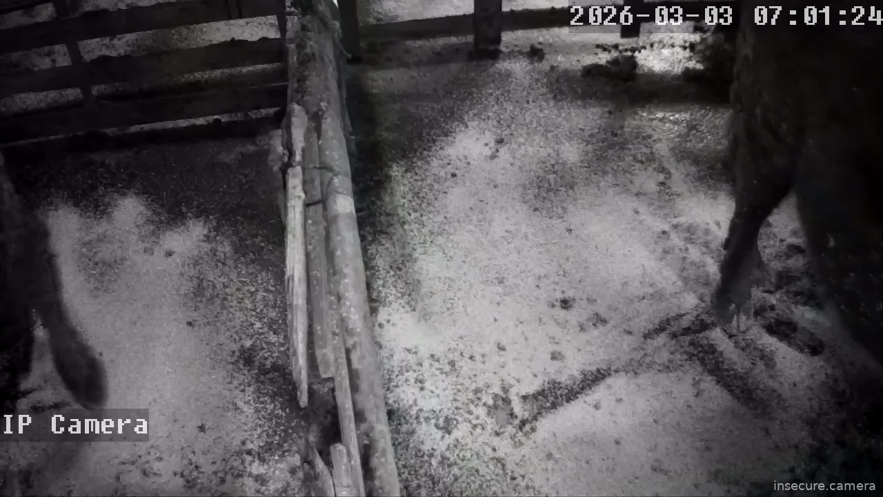 Camera in Japan