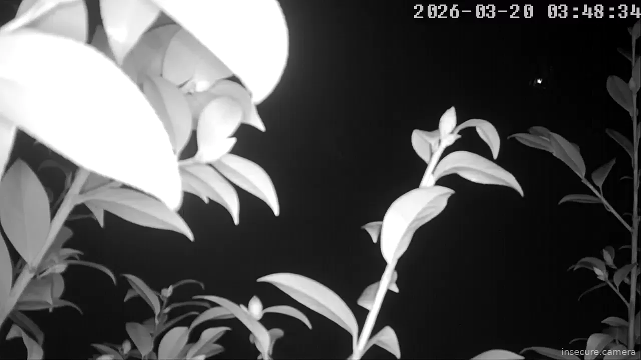 Camera in South Africa