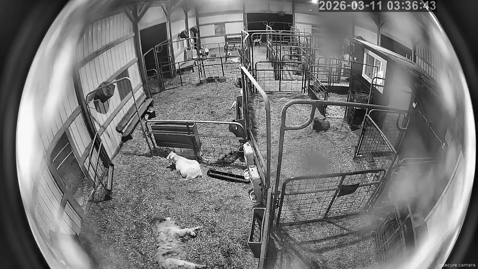 Capture from Mar 11, 2026 at 07:37 AM