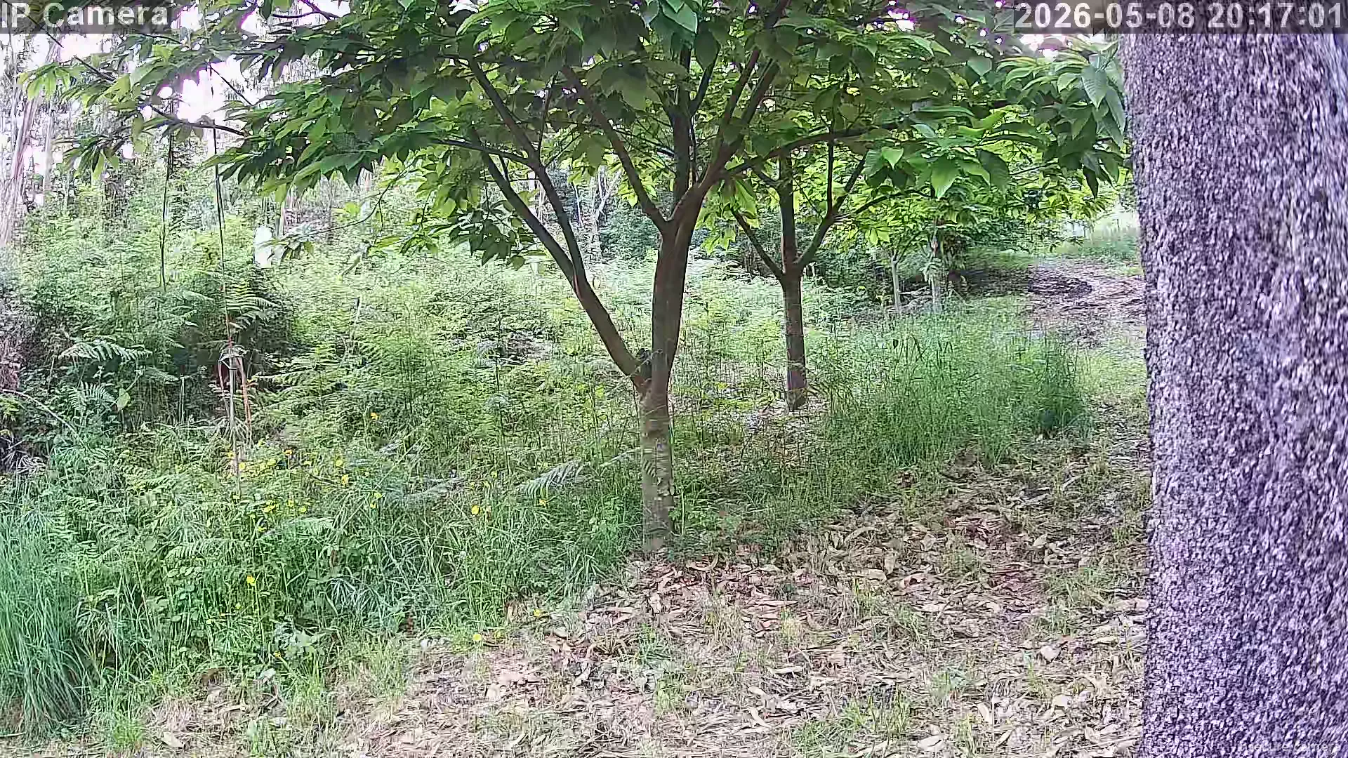 Camera in Spain
