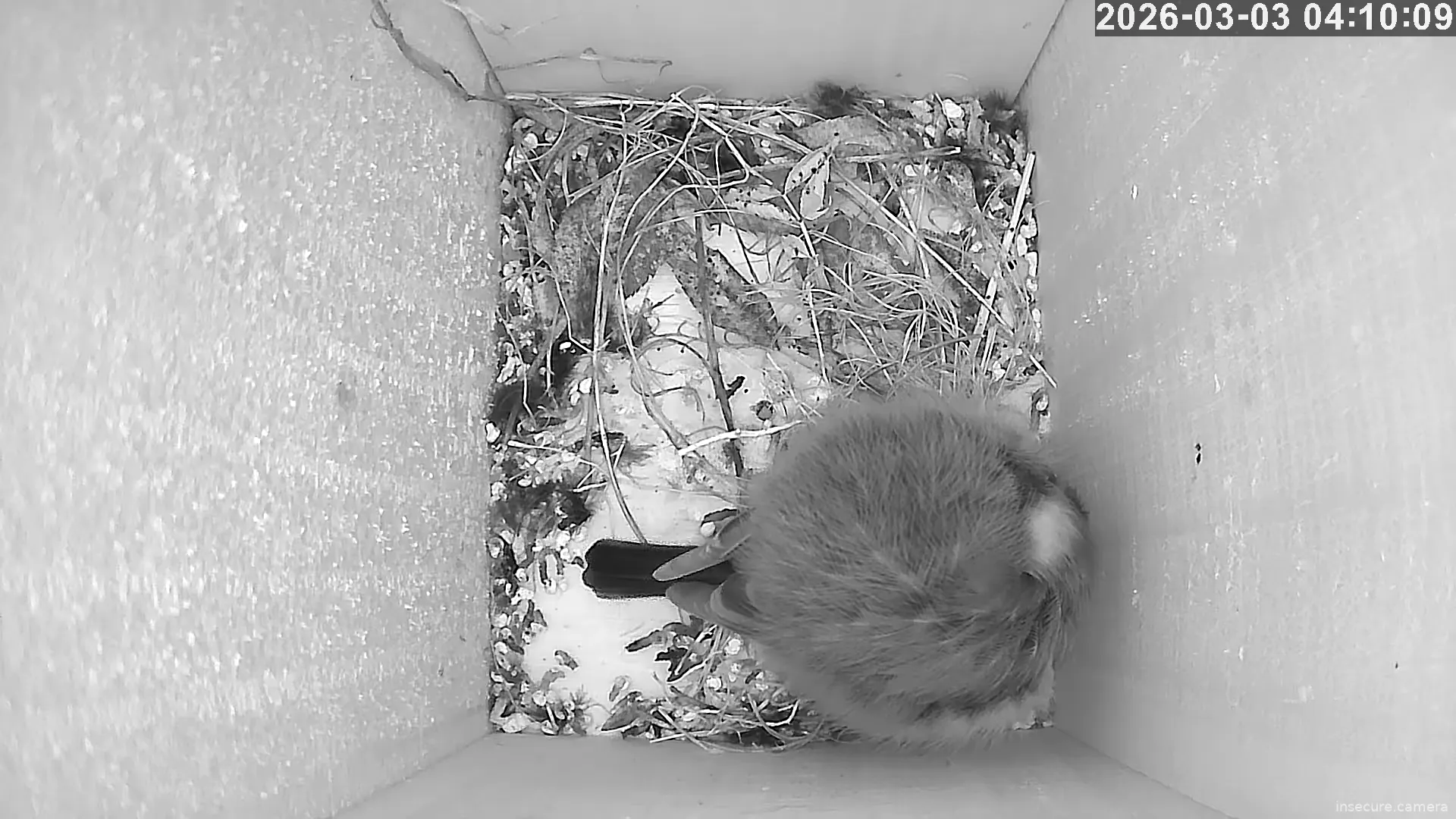 Capture from Mar 03, 2026 at 03:10 AM