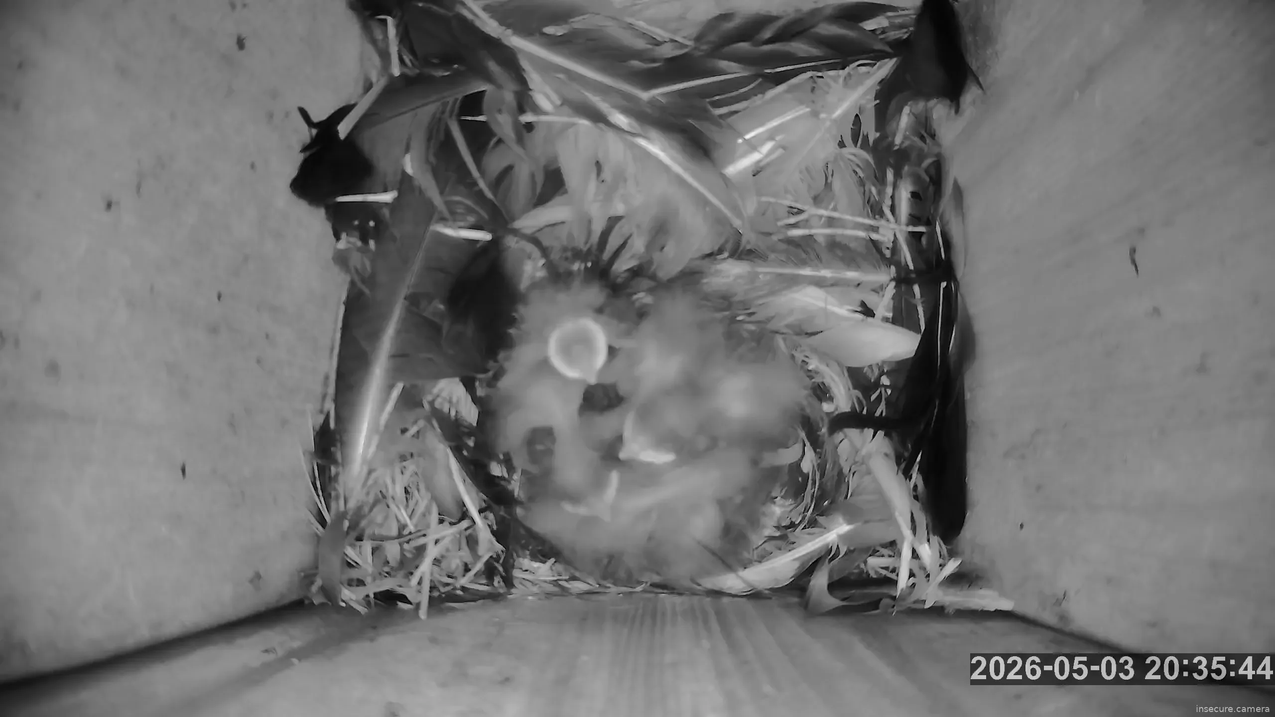 Capture from May 03, 2026 at 05:36 PM