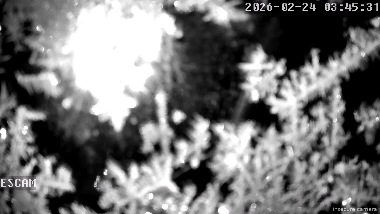 Capture from Feb 24, 2026 at 01:45 AM