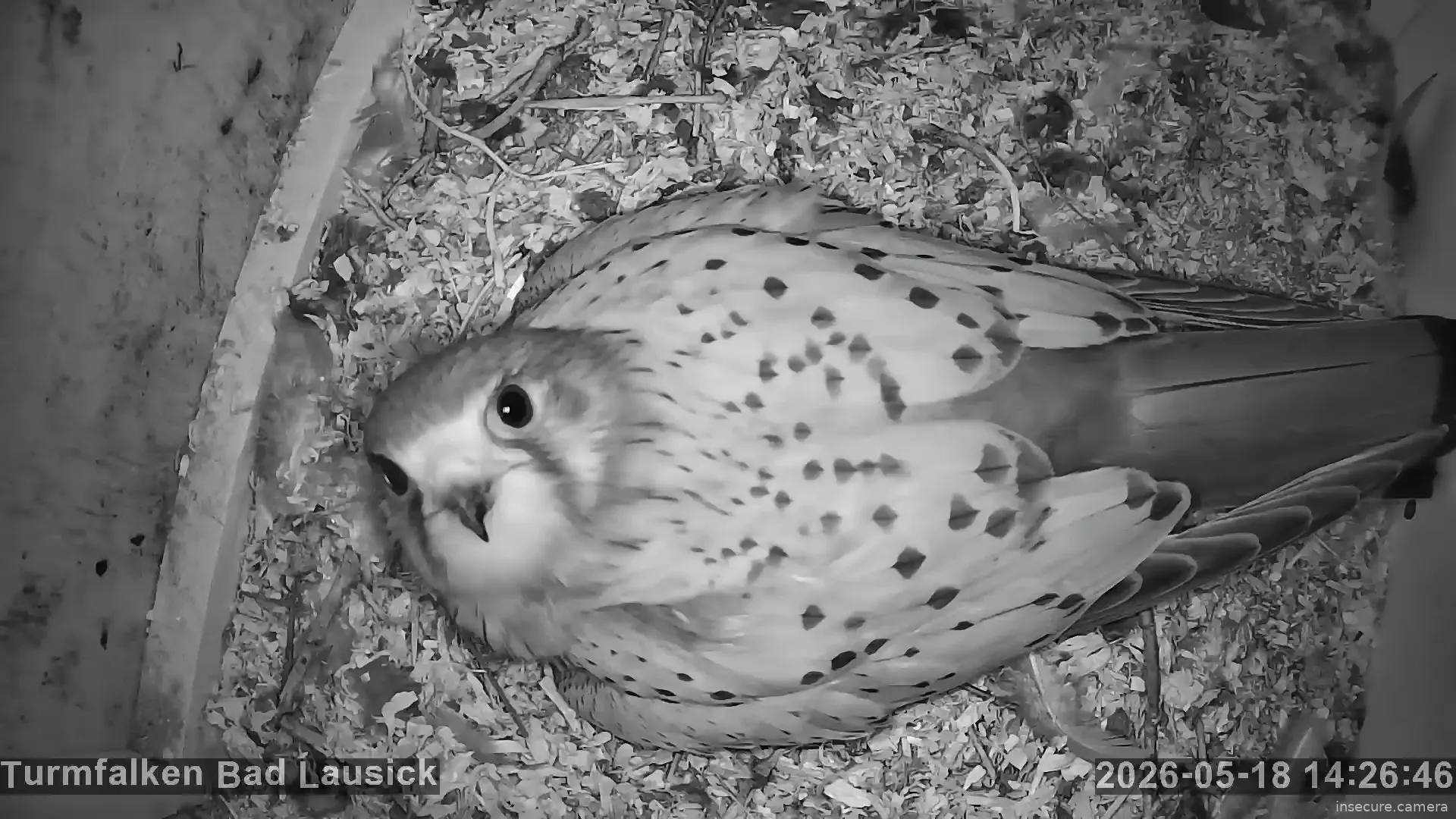 Capture from May 18, 2026 at 12:27 PM