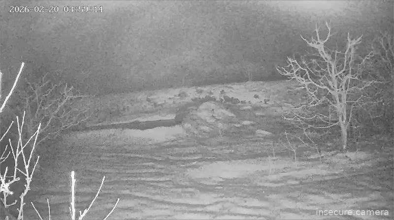 Capture from Feb 20, 2026 at 01:00 AM