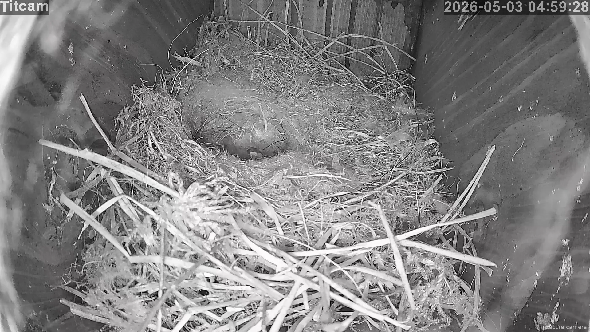 Capture from May 03, 2026 at 03:59 AM